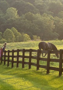 horse on the farm