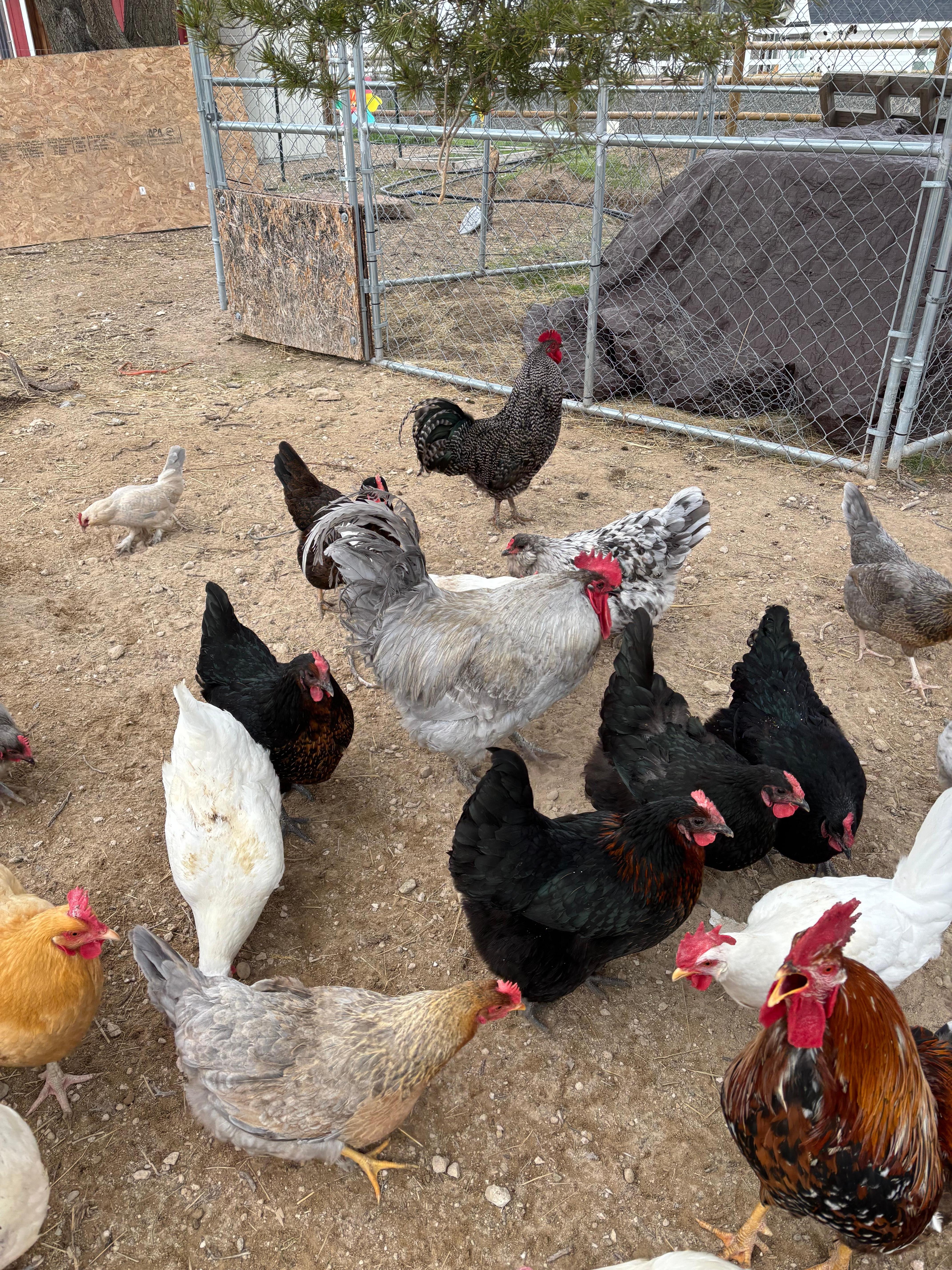 Each chicken and rooster has its own unique personality. I enjoyed them all.