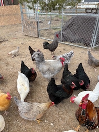 Each chicken and rooster has its own unique personality. I enjoyed them all.