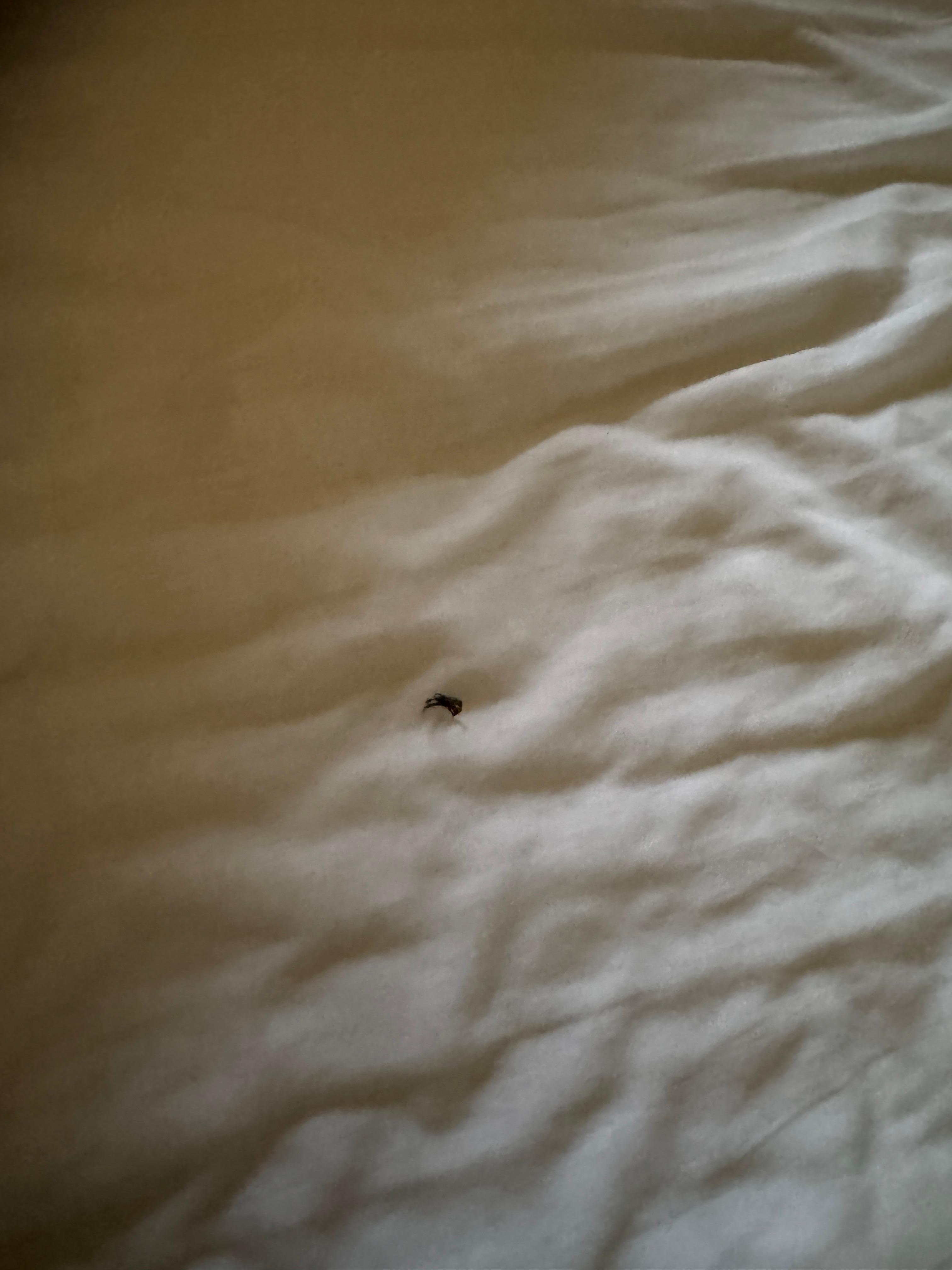 Fake eyelash found in sheets