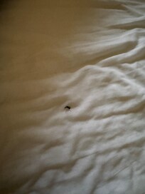 Fake eyelash found in sheets