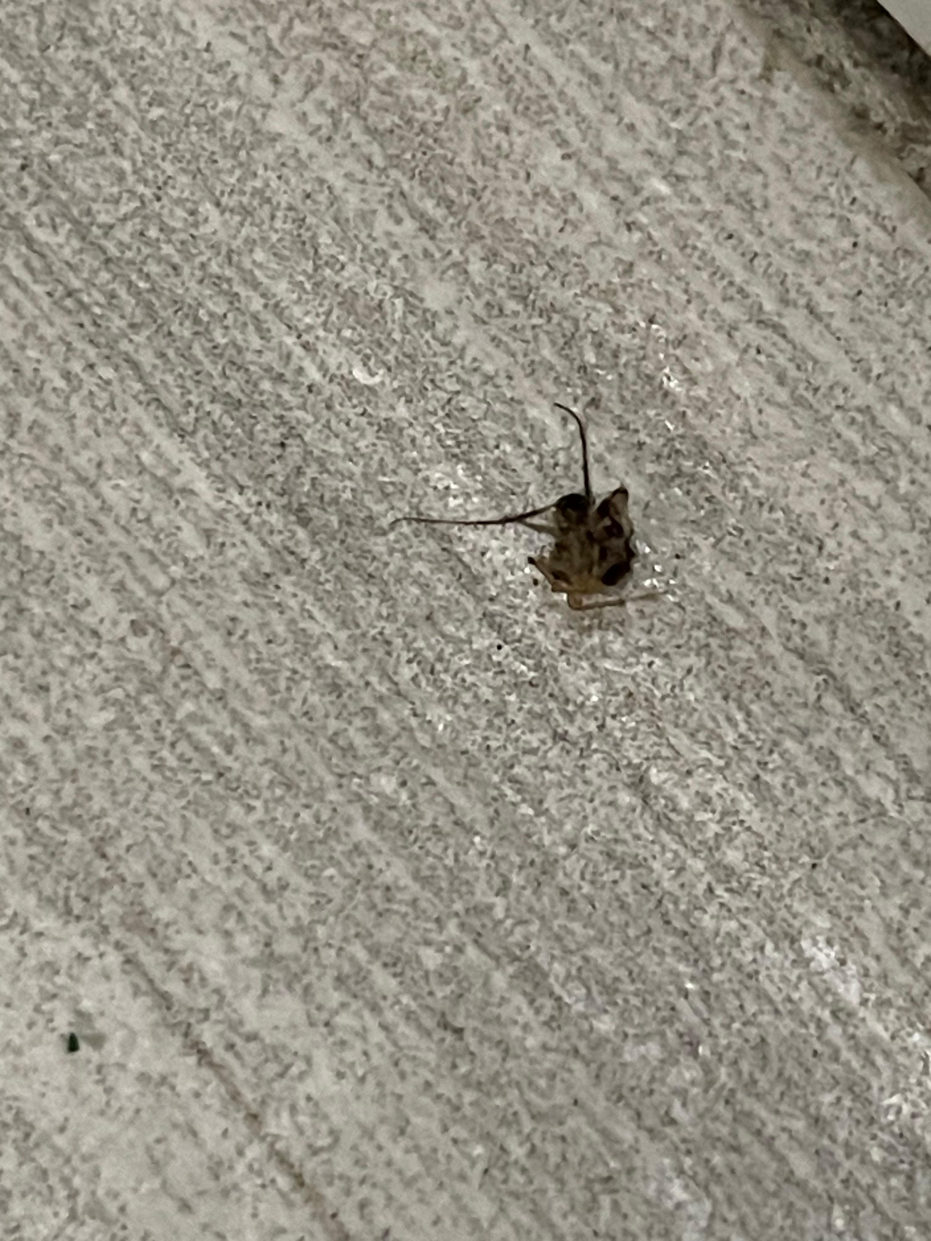 Roach we killed on bathroom floor
