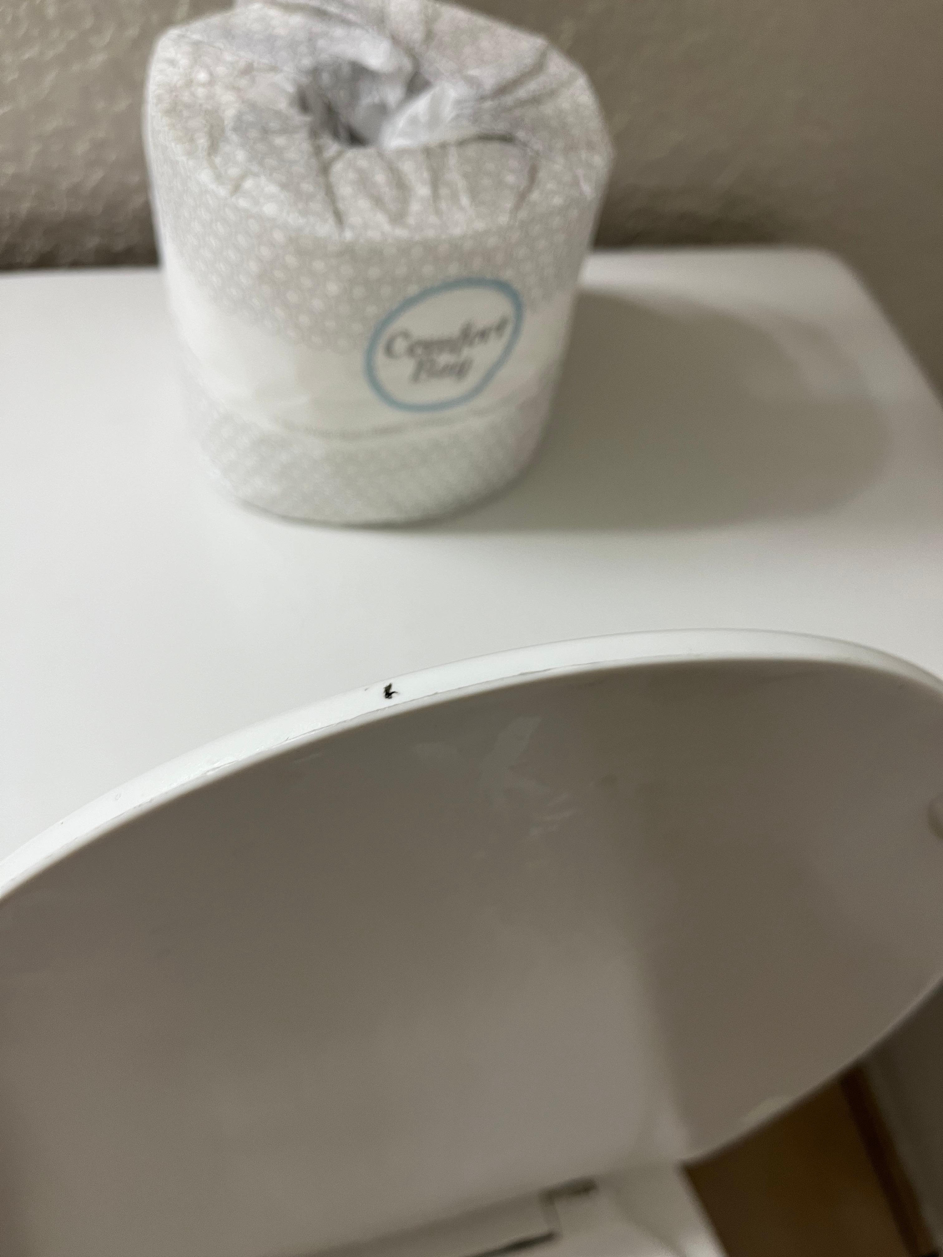 Bug smushed on toilet seat