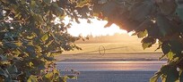 Sunset in the orchard.