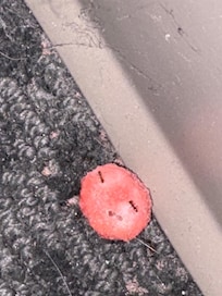 Old food with ants