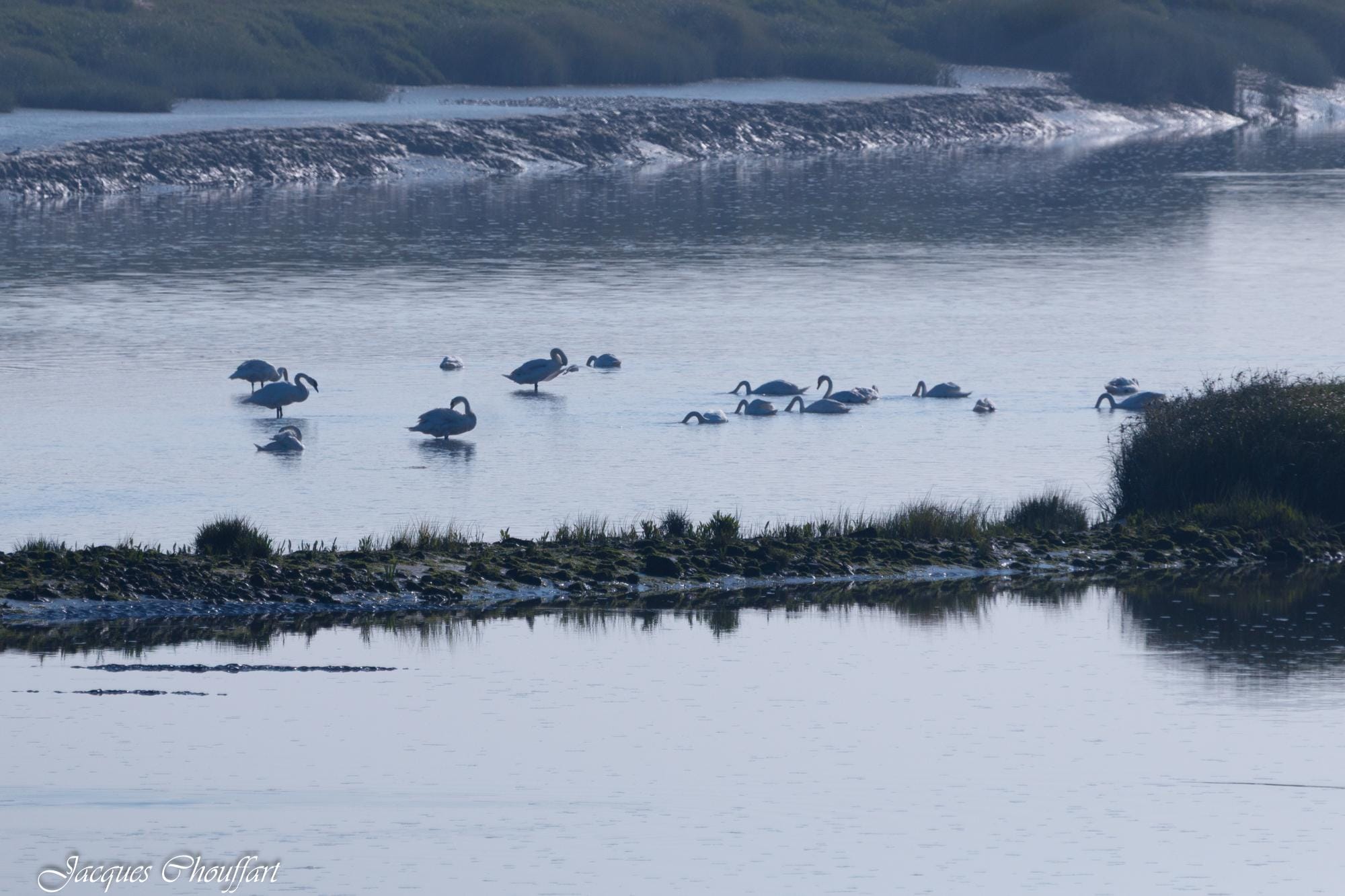 Oiseaux vus du salon du gîte