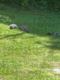 Ground hog family came out to play in the backyard