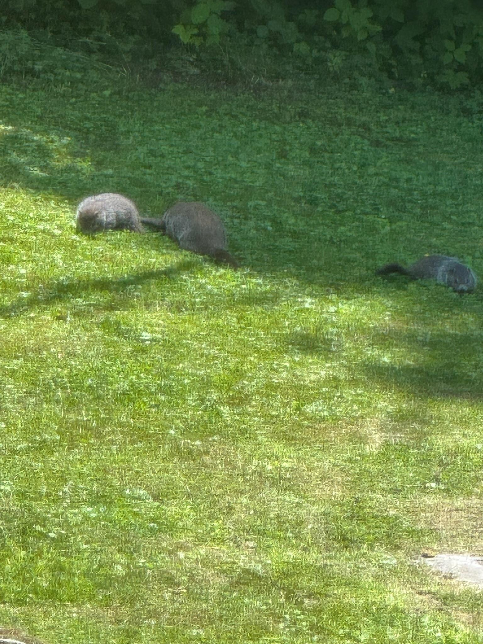 Ground hog family came out to play in the backyard