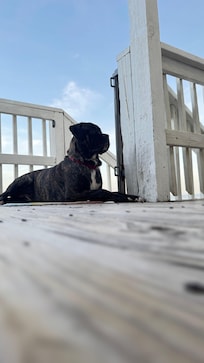 Our puppy enjoying the deck
