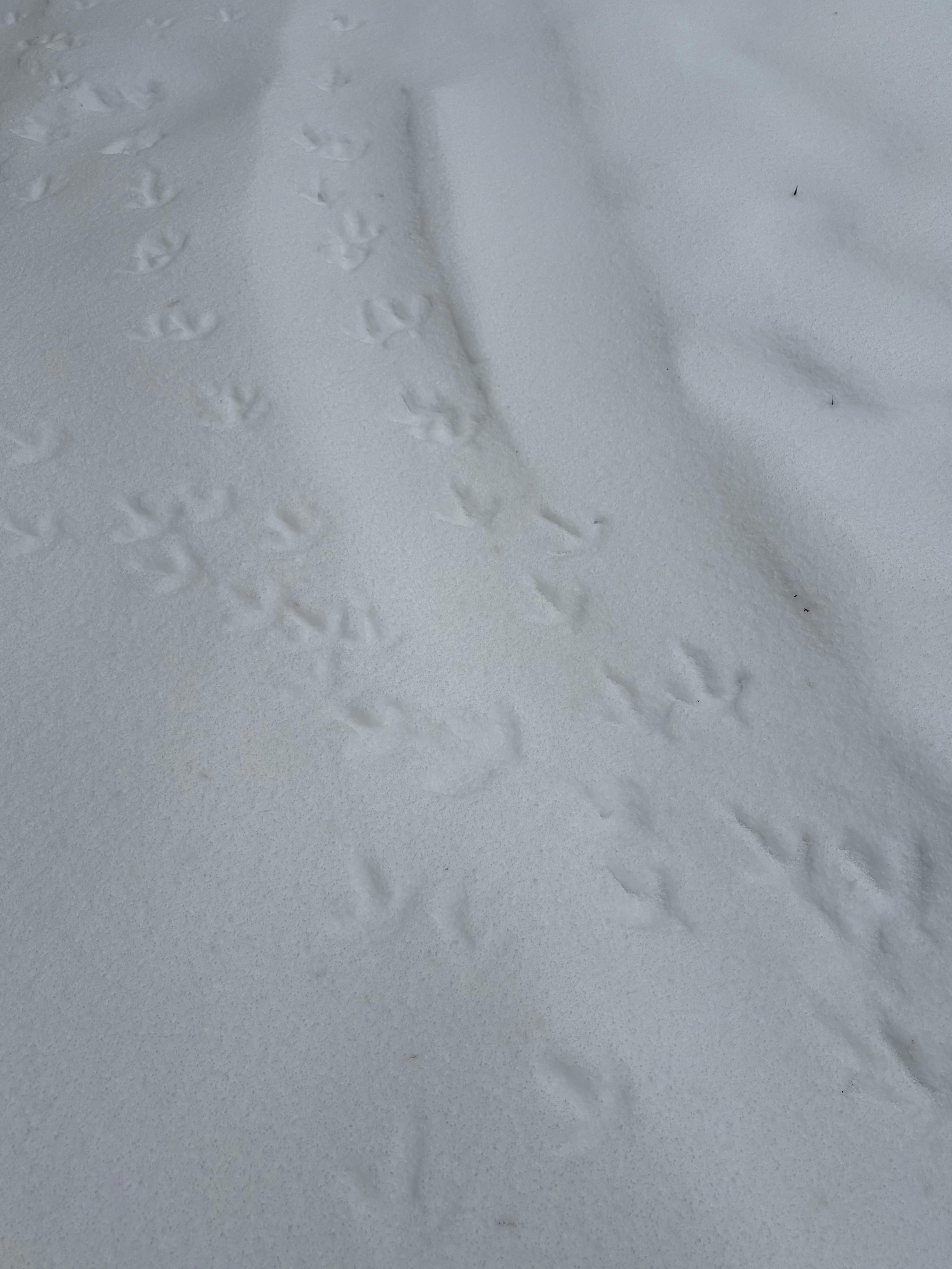 Turkey tracks