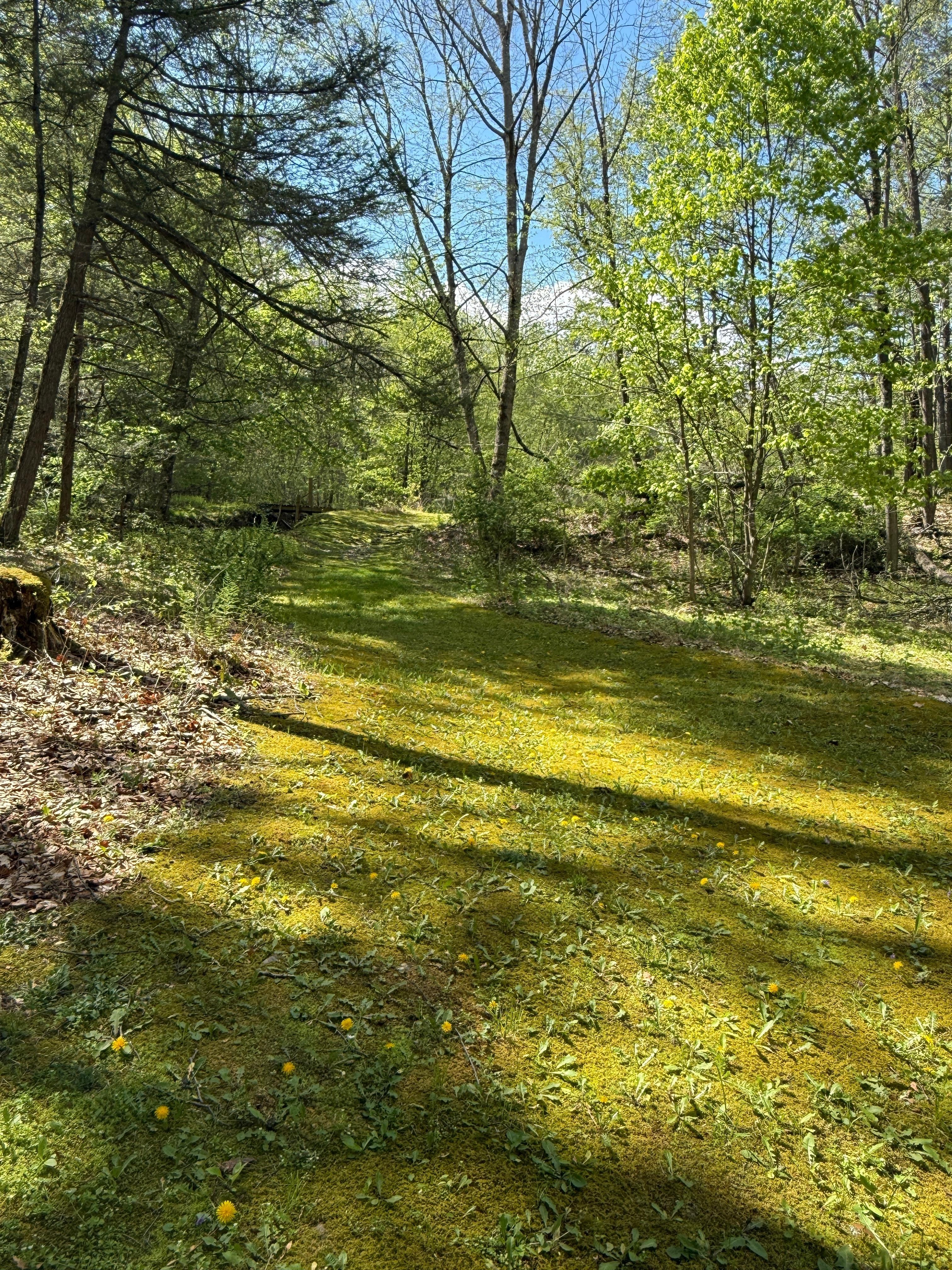 Follow the moss path to the little lake. 