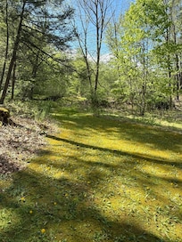 Follow the moss path to the little lake.