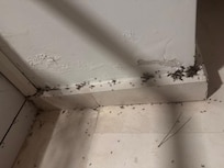 Plagas de bichos anidan en sus colmenas detrás de las paredes de la sala