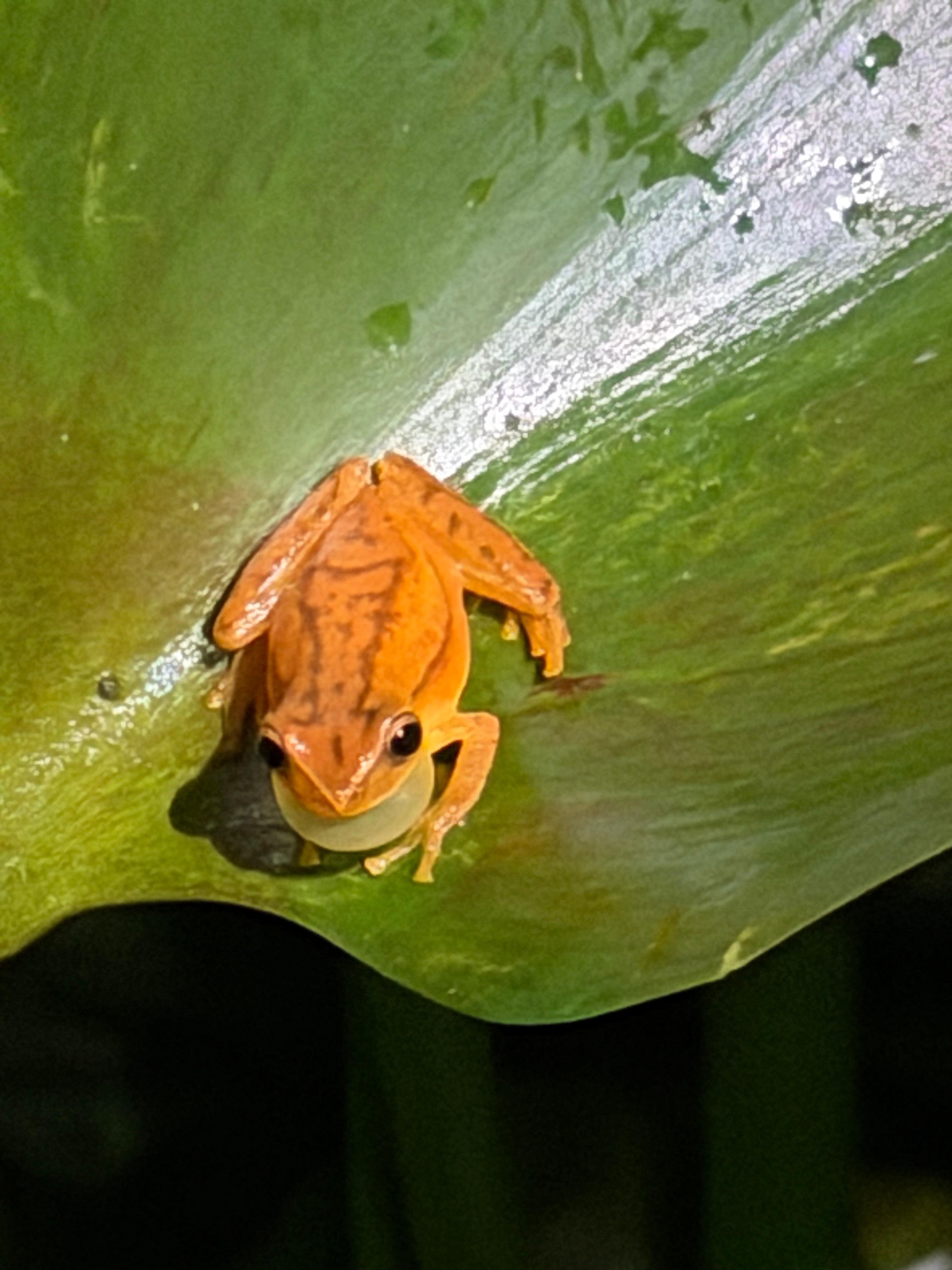 frog on our way back to room