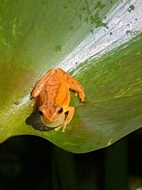 frog on our way back to room