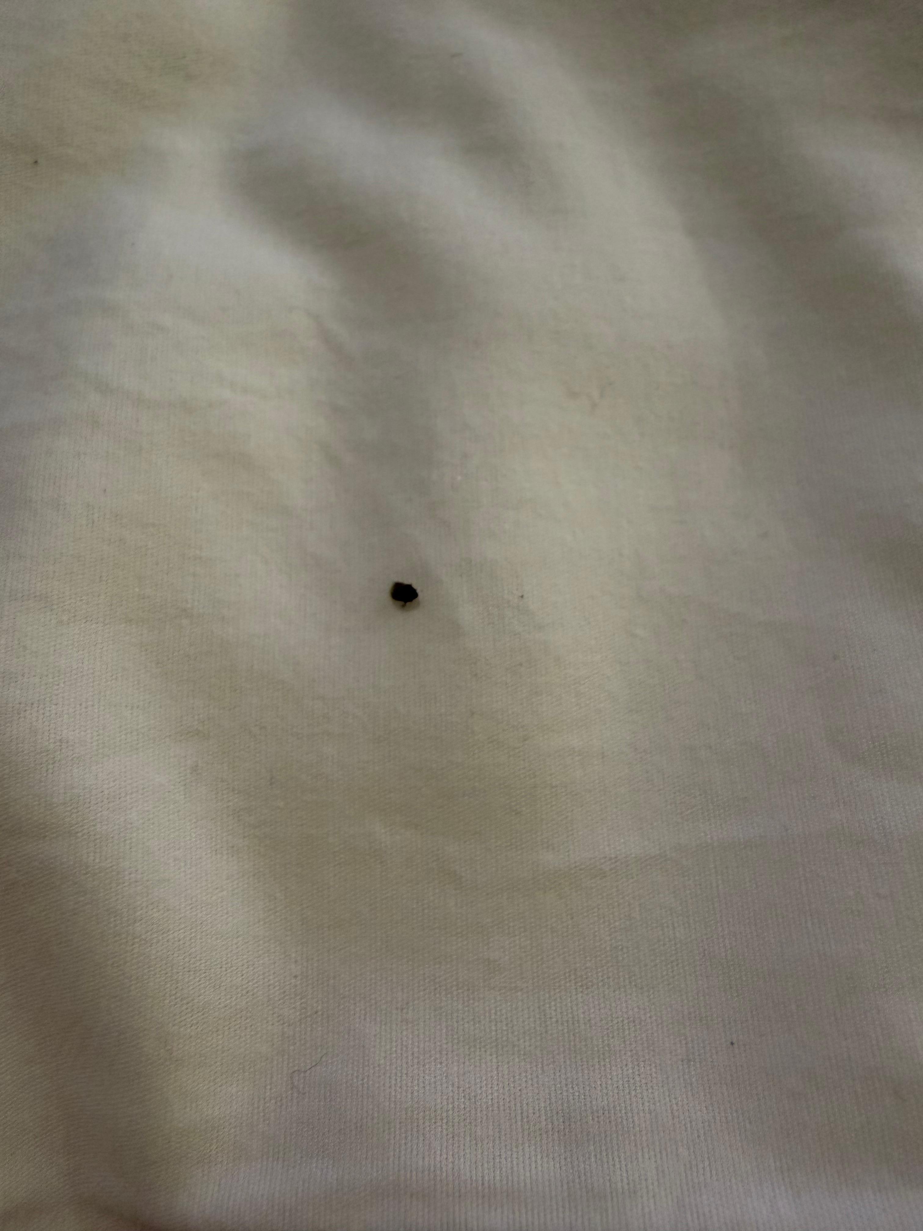 Bed bug I found crawling on my blanket 