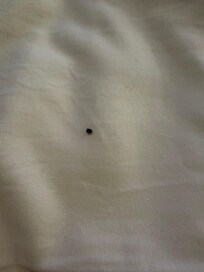 Bed bug I found crawling on my blanket