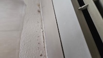 Mold on walls