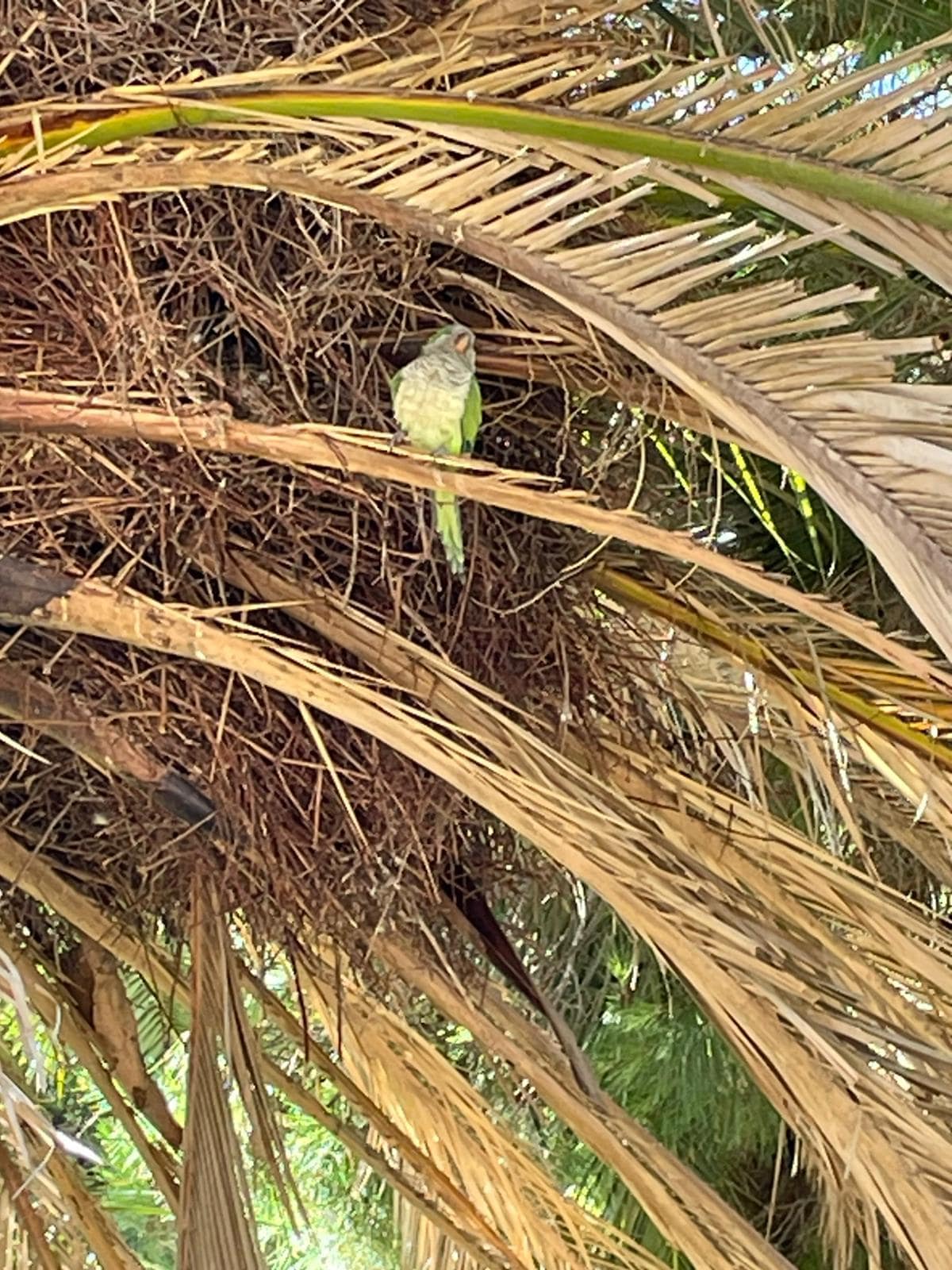 Parrot in the Park Guell