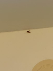 Still photo of the roach at 4 am