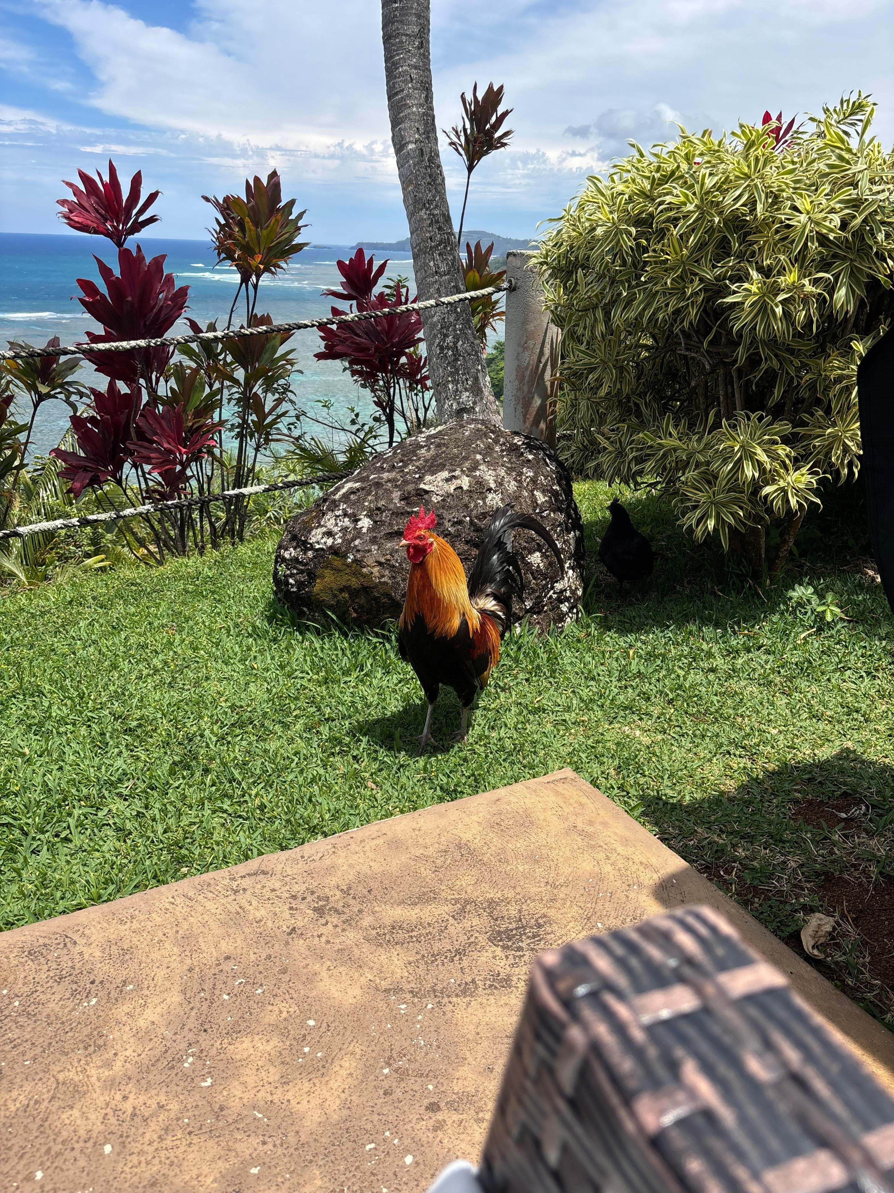 Kauai rooster visiting