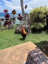 Kauai rooster visiting