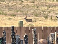Surprise morning visitor. Looked up from doing dishes and there he was, right outside the cottage window! By the time I got my phone for a pic, he was well on his way.
