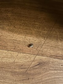 Roaches near bed