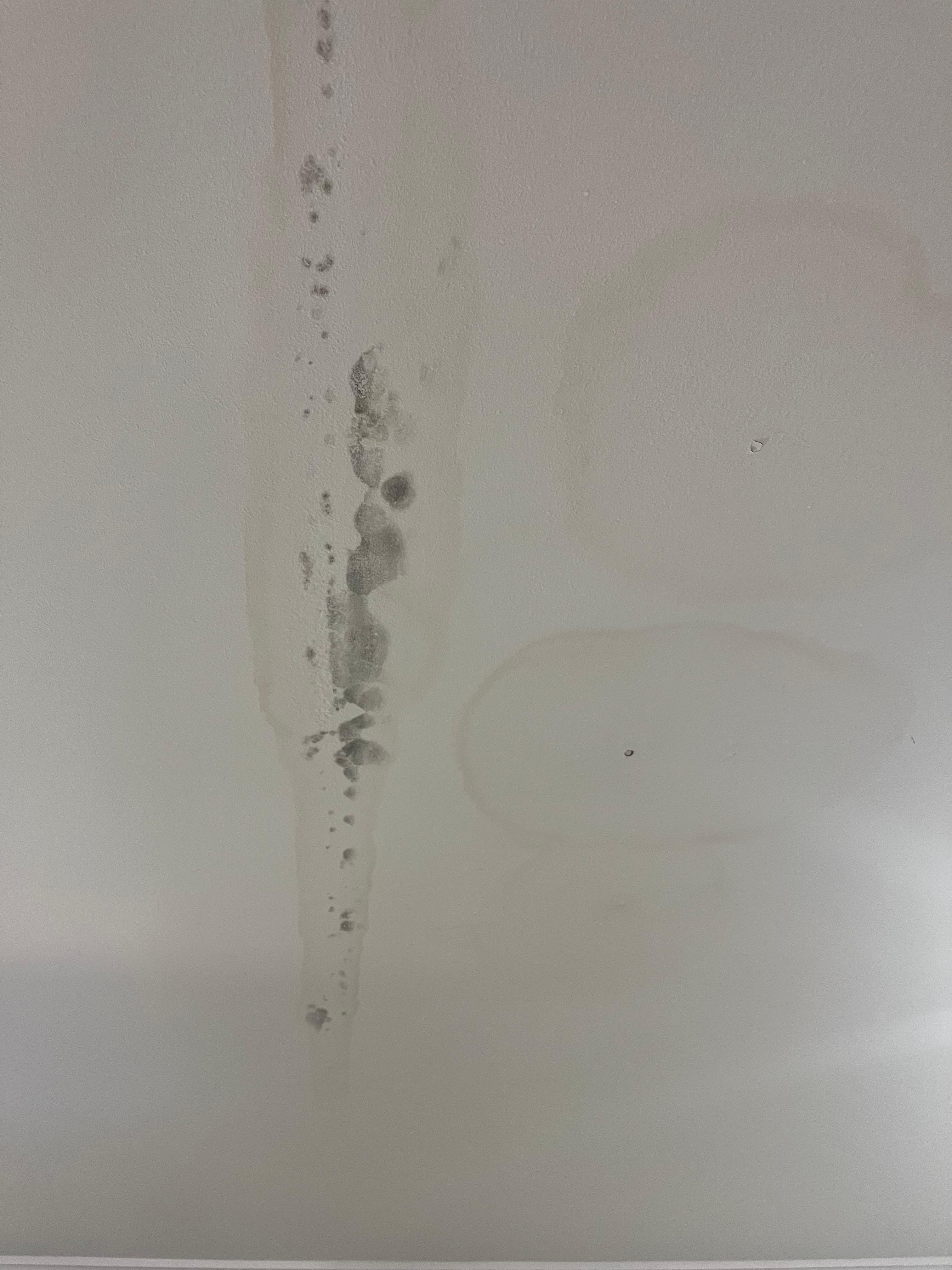 Mold/water damage on ceiling. 