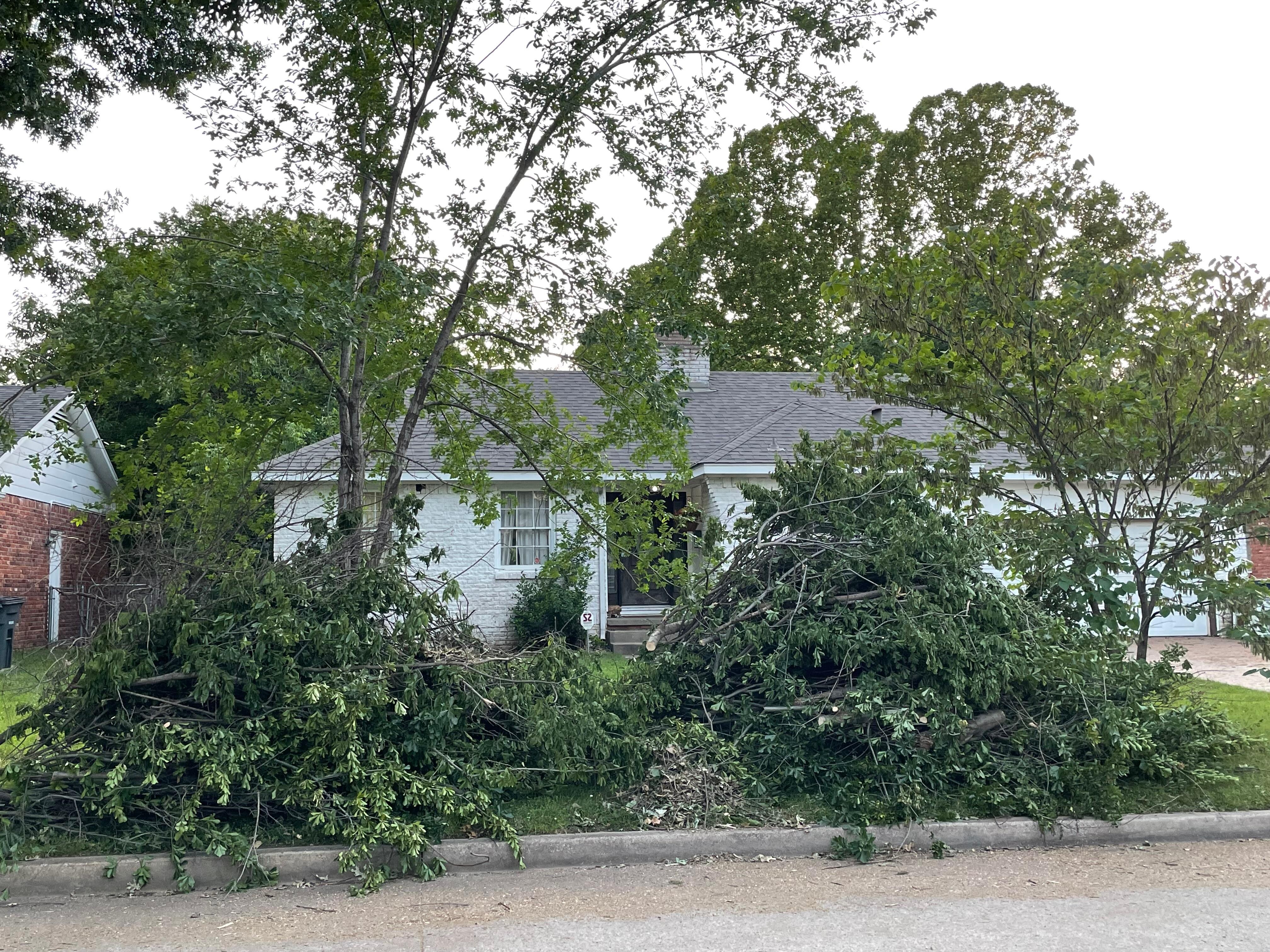 Accumulated branches in front yard