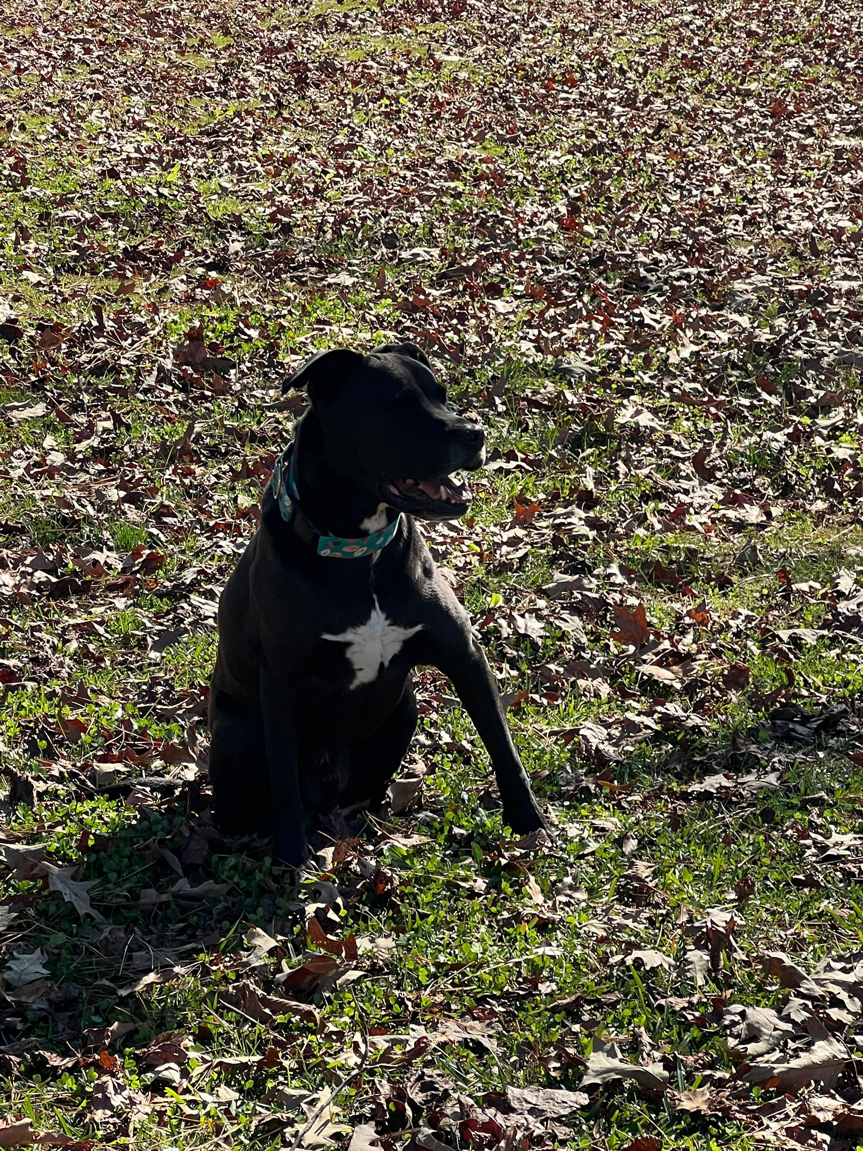 Daughters dog was in heaven running around 