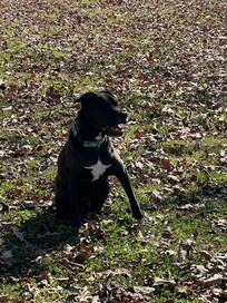 Daughters dog was in heaven running around