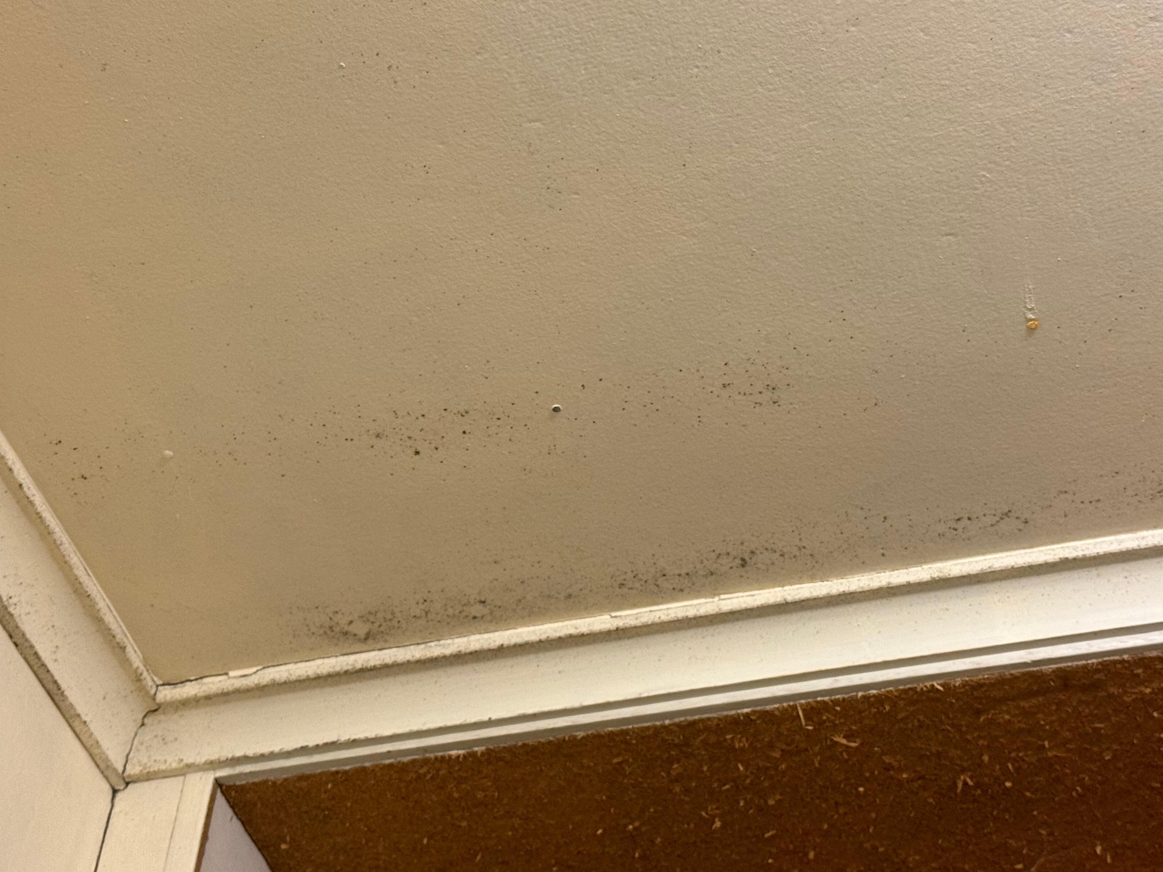 Mould on laundry ceiling.