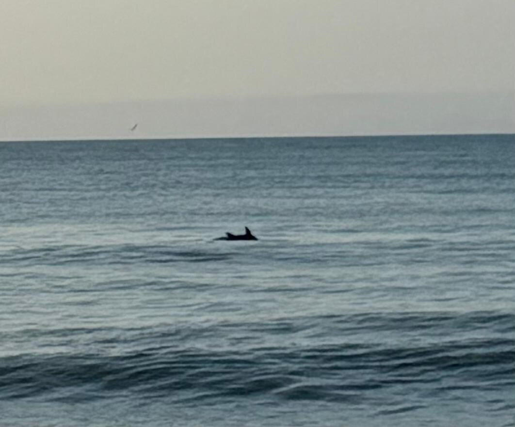 Dolphins 