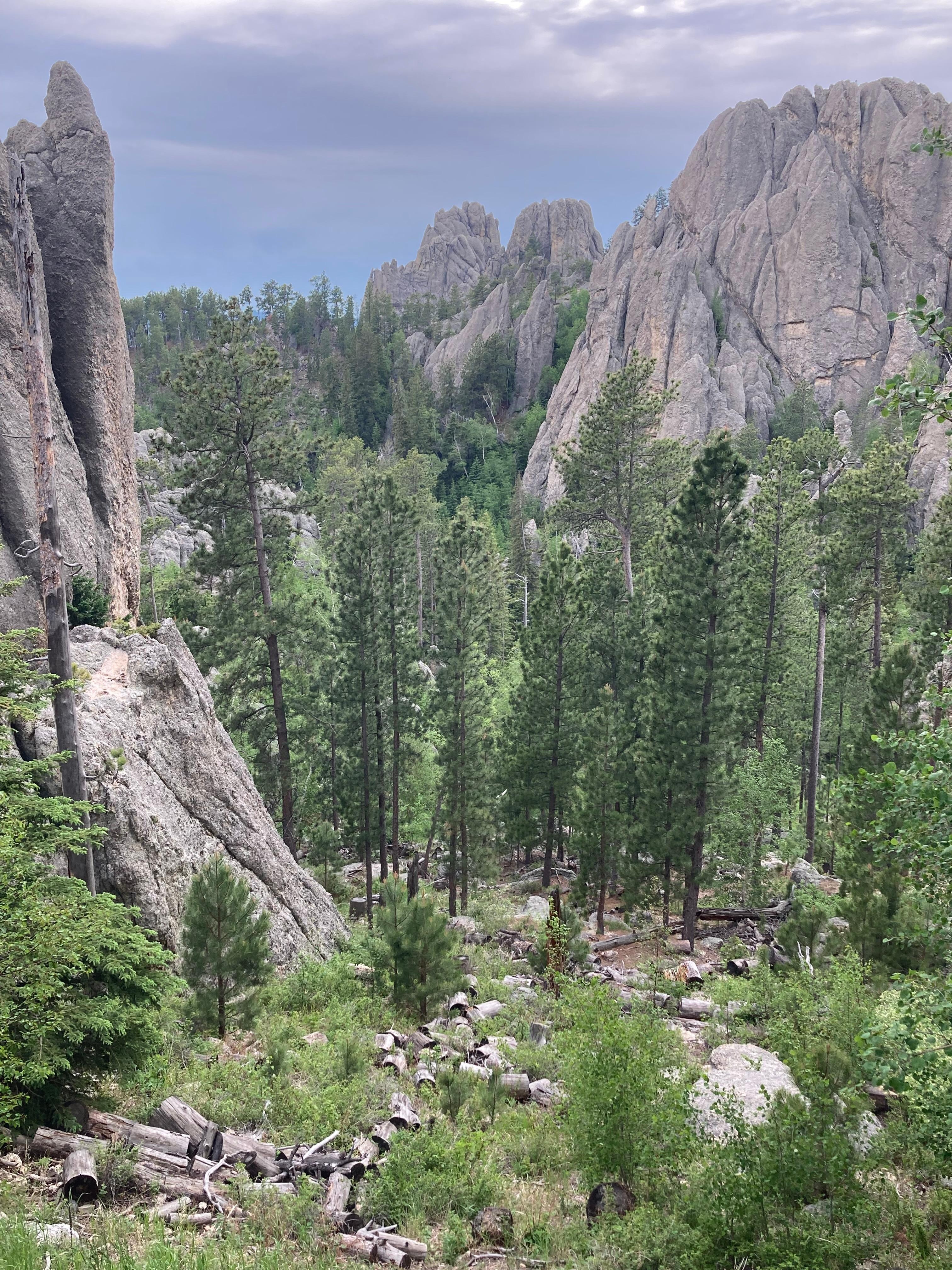 View from one of the pull off areas on the Needles Highway in Custer State Park.