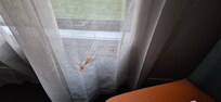 Unknown stain on the curtain - possibly blood!
