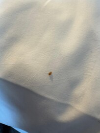 Additional bugs found