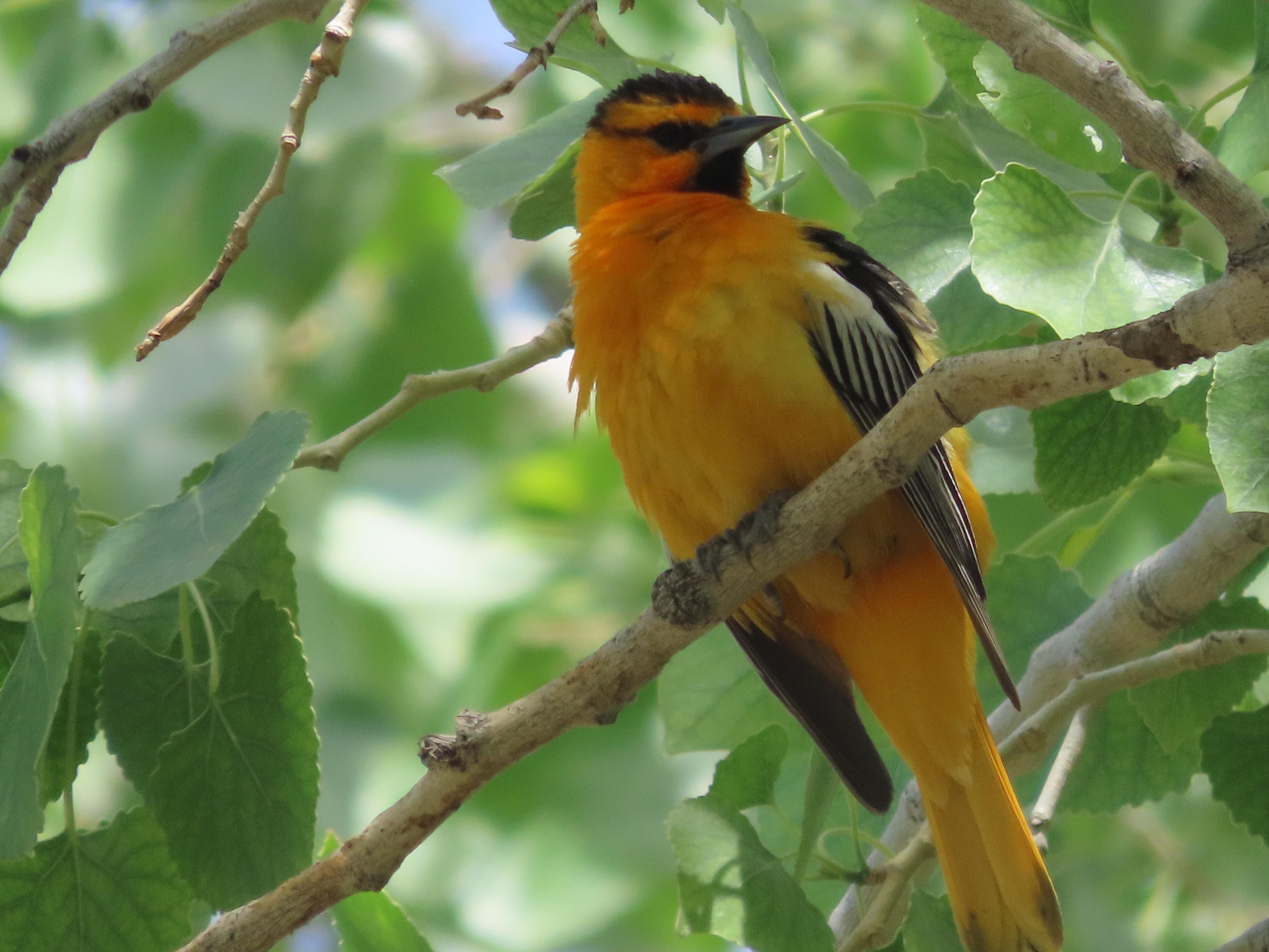 Bullock's Oriole seen from patio