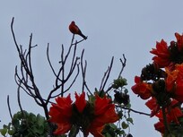 Vegetación y Fauna
