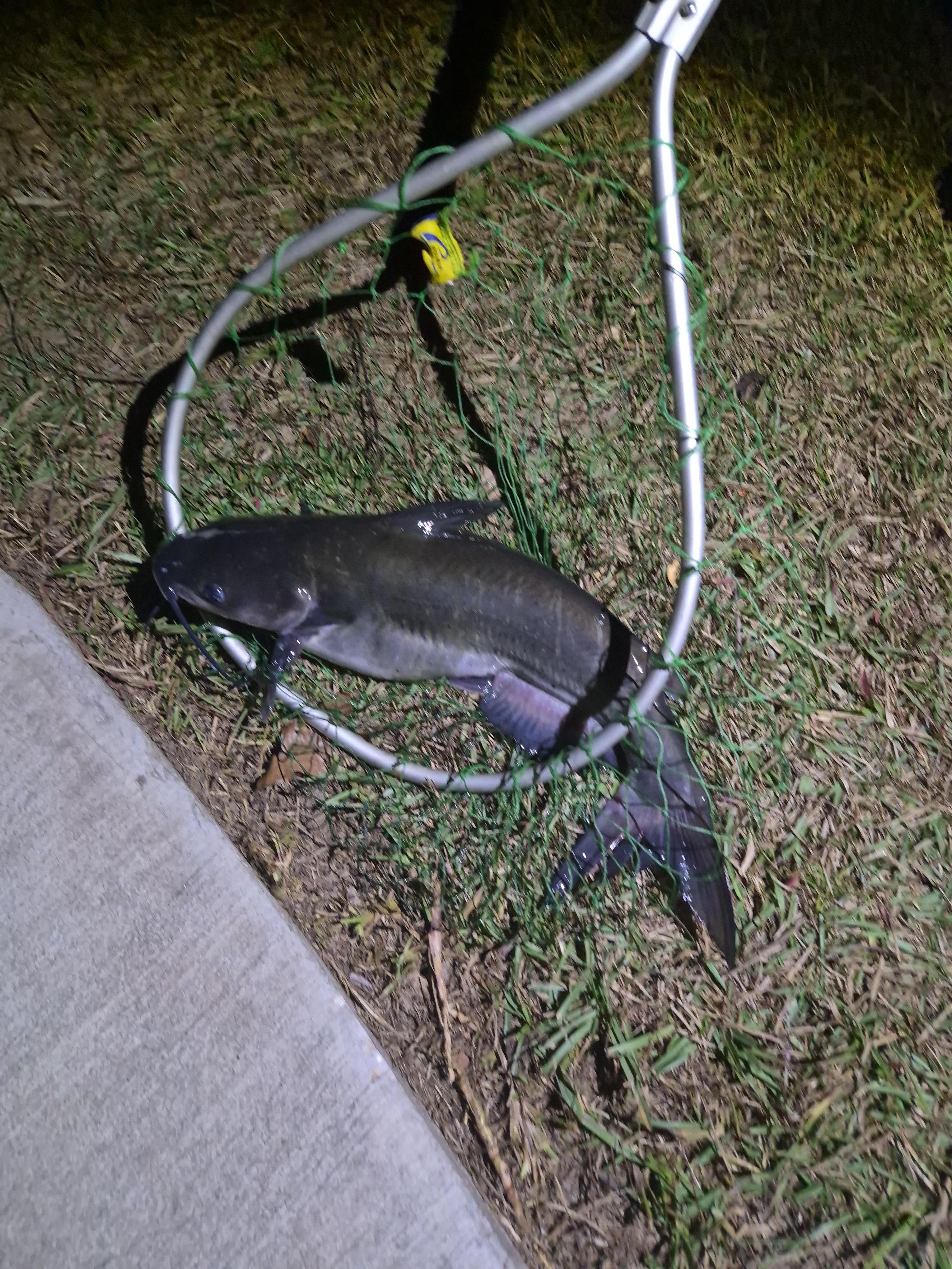 Night fishing out in front, caught a couple of these.