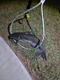 Night fishing out in front, caught a couple of these.