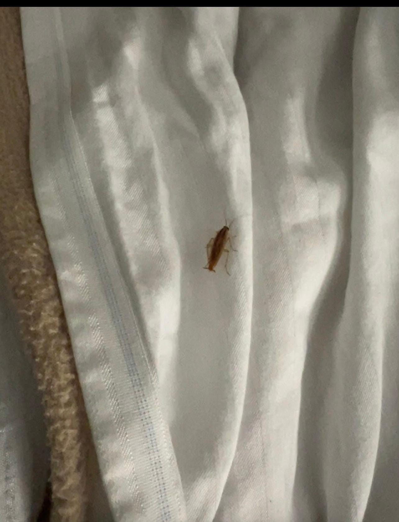 Cockroach On the bed 