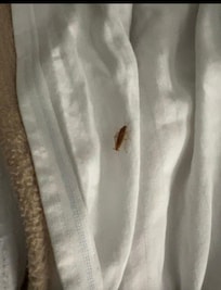Cockroach On the bed