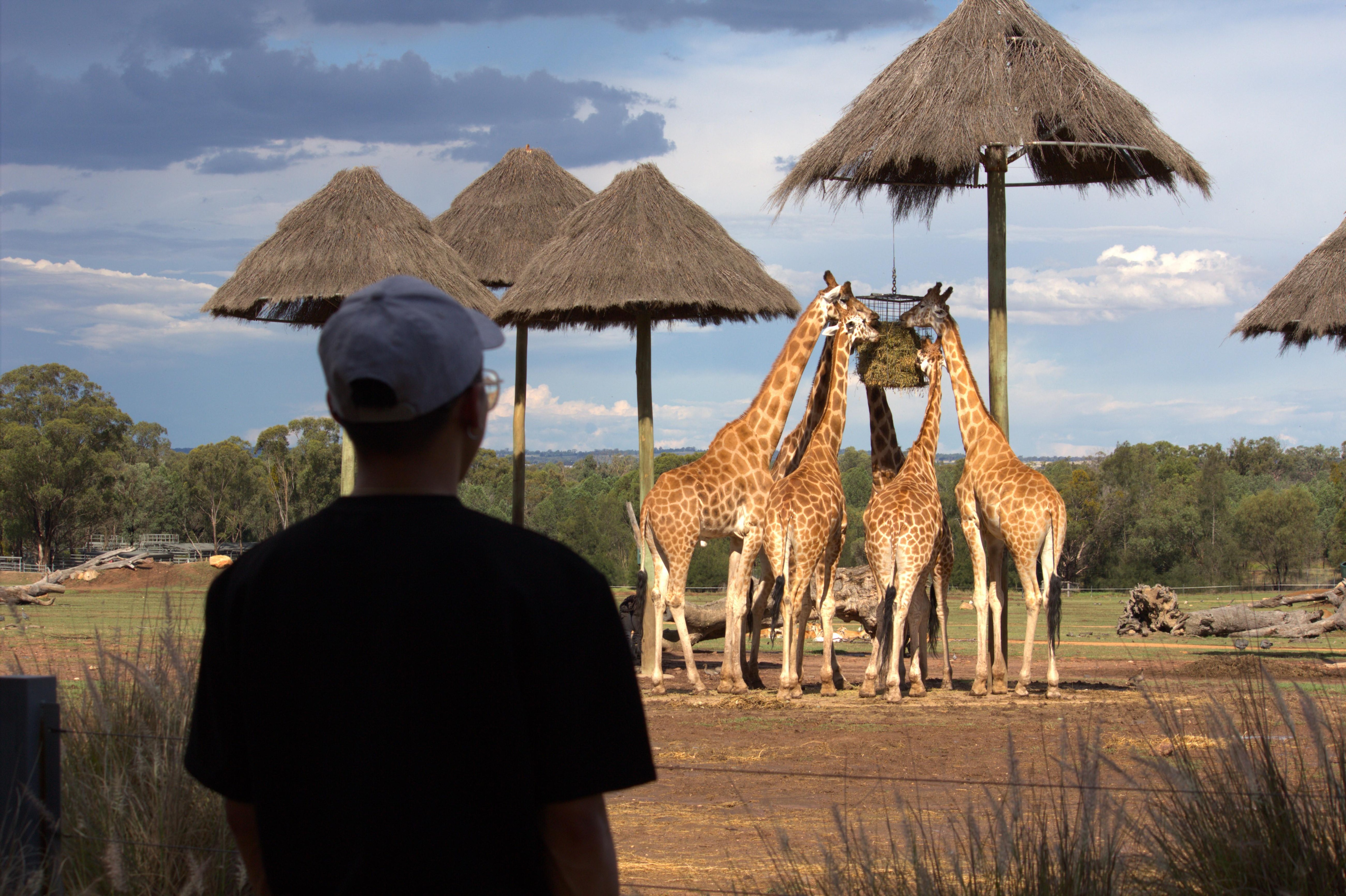 View from giraffe viewing area right next to lodges.