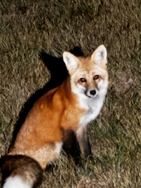 Our cute morning visitor.