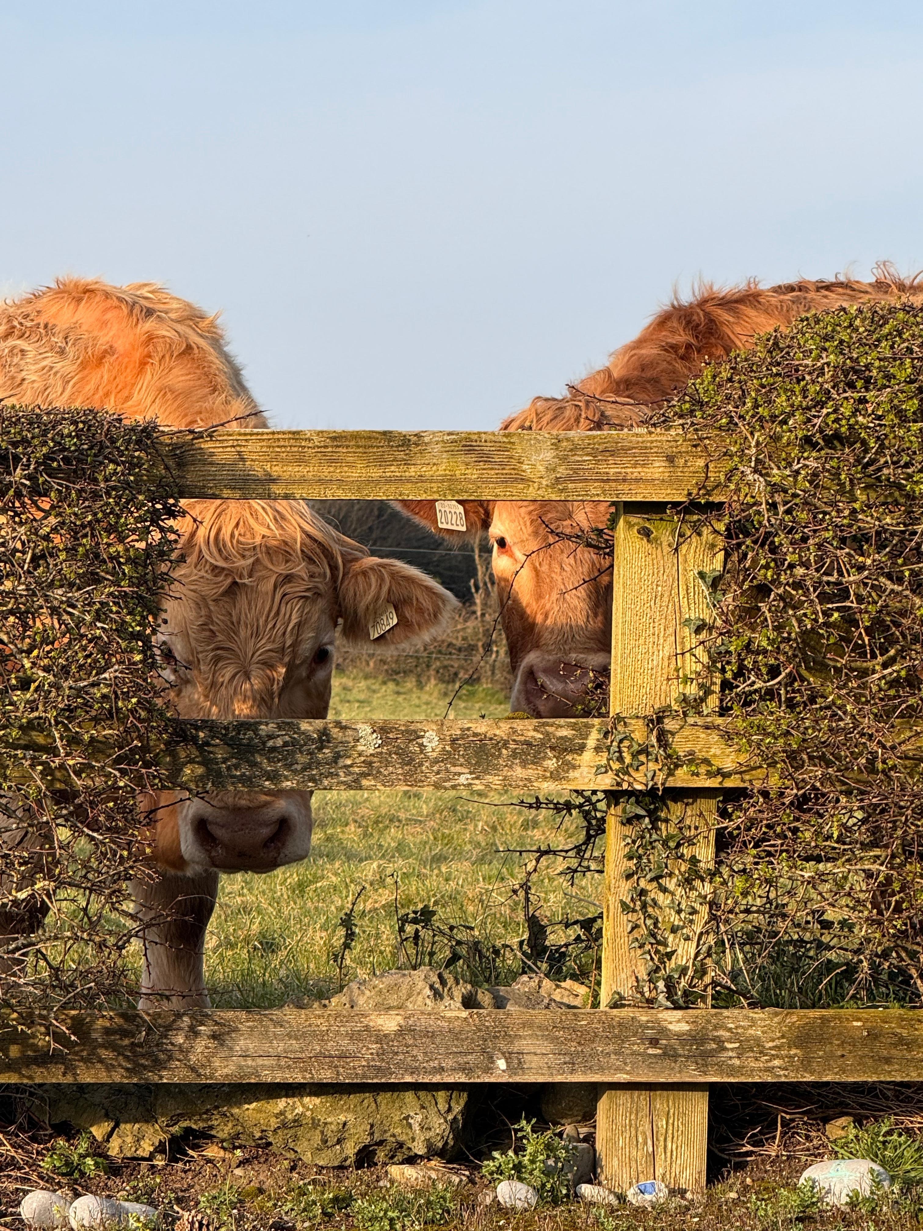 Two of our neighbors in the field behind the cottage.