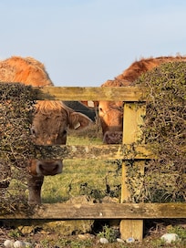 Two of our neighbors in the field behind the cottage.