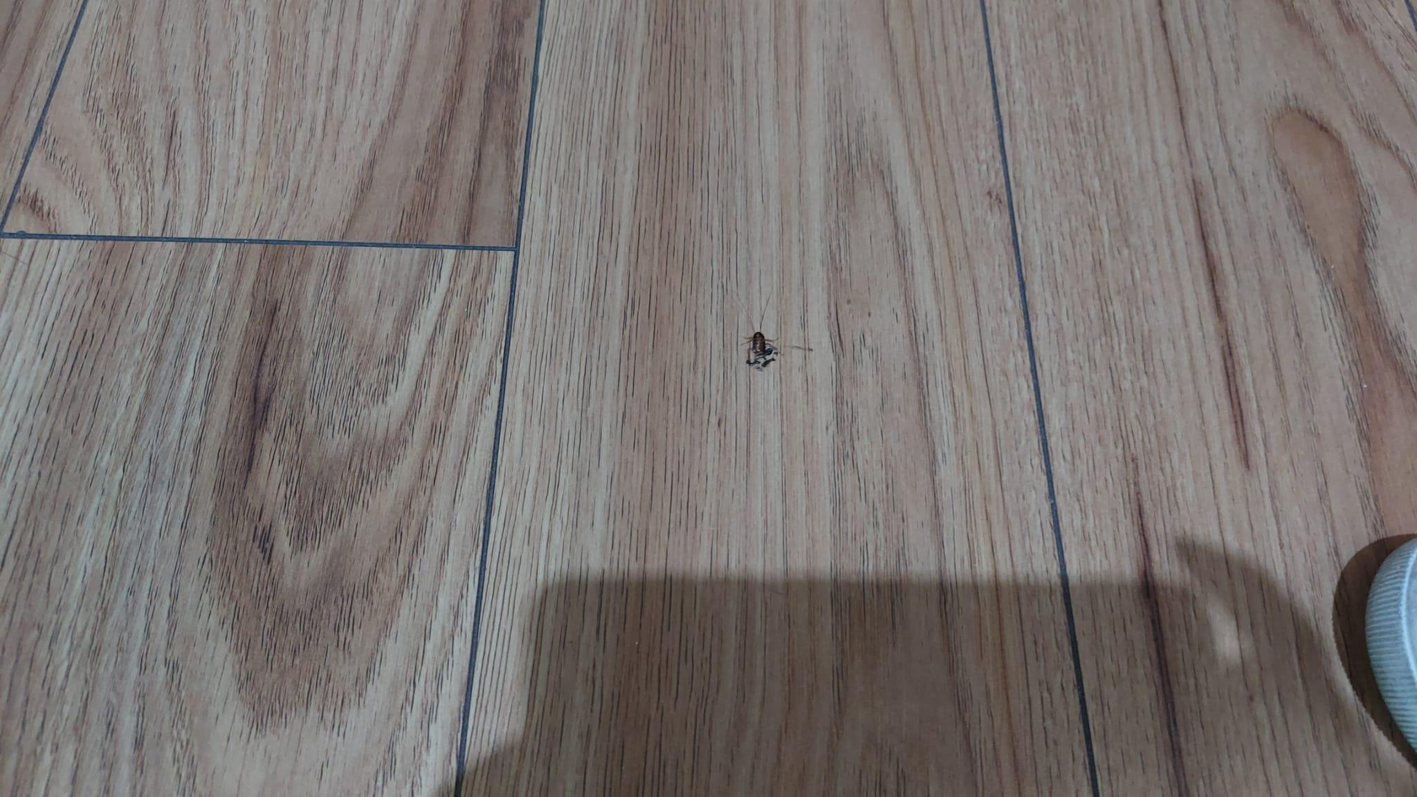 Cockroach in the hotel room