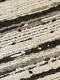 Bugs on floor