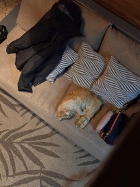 Visitante extraño pero amado 💖